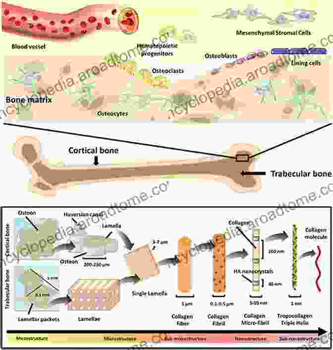 Synthetic Biomaterial Scaffolds For Bone Regeneration Cutting Edge Enabling Technologies For Regenerative Medicine (Advances In Experimental Medicine And Biology 1078)