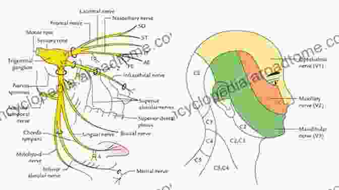 Trigeminal Nerve And The Areas Of The Face It Innervates Neurosurgical And Medical Management Of Pain: Trigeminal Neuralgia Chronic Pain And Cancer Pain (Topics In Neurosurgery 3)