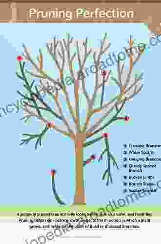 An Illustrated Guide To Pruning