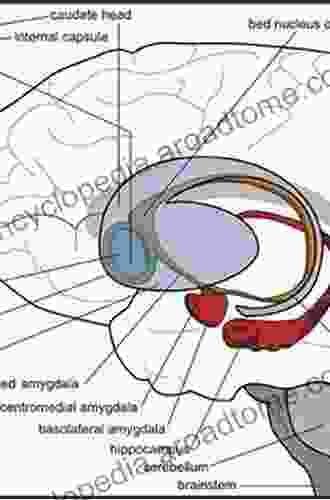 The Amygdaloid Nuclear Complex: Anatomic Study of the Human Amygdala