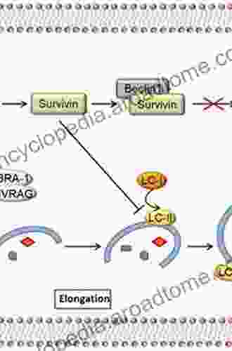 Impact of Survivin Acetylation on its Biological Function (BestMasters)