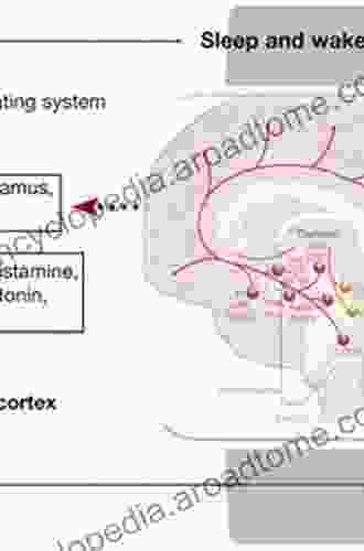 The Auditory System In Sleep
