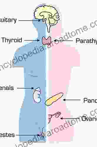 The Endocrine System At A Glance